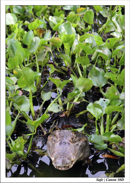 2009   08   Kho samui 08